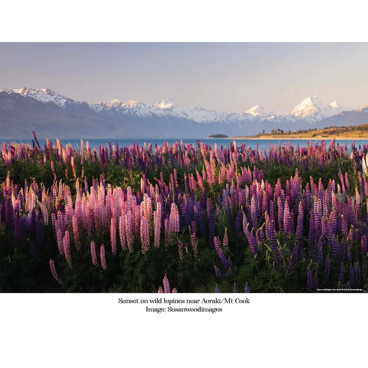 100 Piece Jigsaw - 'Lupins' - Image 2